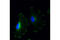 Notch Receptor 2 antibody, 5732S, Cell Signaling Technology, Immunocytochemistry image 