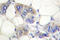 Aryl Hydrocarbon Receptor antibody, LS-C176633, Lifespan Biosciences, Immunohistochemistry paraffin image 