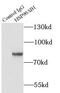 Heat shock protein HSP 90-beta antibody, FNab04053, FineTest, Immunoprecipitation image 
