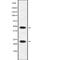 Apolipoprotein B MRNA Editing Enzyme Catalytic Subunit 3A antibody, PA5-68281, Invitrogen Antibodies, Western Blot image 