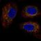 Transmembrane Protein 11 antibody, PA5-66537, Invitrogen Antibodies, Immunofluorescence image 