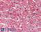 Complement Factor H antibody, LS-B2903, Lifespan Biosciences, Immunohistochemistry frozen image 