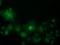 Oxysterol Binding Protein Like 11 antibody, LS-C115775, Lifespan Biosciences, Immunofluorescence image 