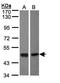 Bone Morphogenetic Protein 8a antibody, NBP1-31168, Novus Biologicals, Western Blot image 