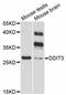 DNA Damage Inducible Transcript 3 antibody, abx125748, Abbexa, Western Blot image 