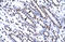 SRY-Box 12 antibody, orb324469, Biorbyt, Immunohistochemistry paraffin image 