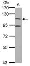 MDM2 Binding Protein antibody, NBP2-19426, Novus Biologicals, Western Blot image 