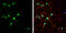 Solute Carrier Family 1 Member 6 antibody, GTX134100, GeneTex, Immunofluorescence image 