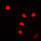 Flap Structure-Specific Endonuclease 1 antibody, LS-C352190, Lifespan Biosciences, Immunofluorescence image 