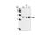 Thioesterase Superfamily Member 4 antibody, 4612S, Cell Signaling Technology, Western Blot image 