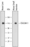 Carcinoembryonic Antigen Related Cell Adhesion Molecule 1 antibody, AF6480, R&D Systems, Western Blot image 