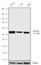 5-Hydroxytryptamine Receptor 2B antibody, 720256, Invitrogen Antibodies, Western Blot image 