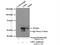Lymphocyte Specific Protein 1 antibody, 15593-1-AP, Proteintech Group, Immunoprecipitation image 