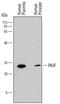 Zymogen Granule Protein 16B antibody, MAB7777, R&D Systems, Western Blot image 