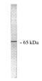 Protein Phosphatase 2 Scaffold Subunit Aalpha antibody, orb108624, Biorbyt, Western Blot image 