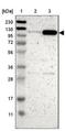 Pogo Transposable Element Derived With ZNF Domain antibody, NBP1-83004, Novus Biologicals, Western Blot image 
