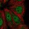 ADP-Ribosylhydrolase Like 1 antibody, NBP2-39073, Novus Biologicals, Immunofluorescence image 