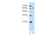 Lamin B2 antibody, 30-194, ProSci, Western Blot image 