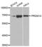 PR domain zinc finger protein 14 antibody, abx004243, Abbexa, Western Blot image 