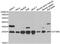 Thymidylate kinase antibody, PA5-77036, Invitrogen Antibodies, Western Blot image 