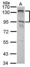 Cip1-interacting zinc finger protein antibody, PA5-27625, Invitrogen Antibodies, Western Blot image 