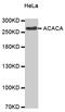 Acetyl-CoA Carboxylase Alpha antibody, MBS125099, MyBioSource, Western Blot image 