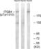 Integrin Subunit Beta 4 antibody, LS-C199149, Lifespan Biosciences, Western Blot image 