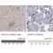 Potassium Voltage-Gated Channel Subfamily J Member 10 antibody, NBP2-62724, Novus Biologicals, Immunohistochemistry paraffin image 