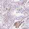 Zinc Finger Protein 35 antibody, HPA054738, Atlas Antibodies, Immunohistochemistry frozen image 