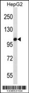 Toll Like Receptor 7 antibody, 57-215, ProSci, Western Blot image 