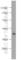 Syntaxin 16 antibody, 11201-1-AP, Proteintech Group, Western Blot image 