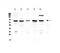 Cysteinyl-TRNA Synthetase antibody, A00259-1, Boster Biological Technology, Western Blot image 