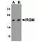 Immunity Related GTPase M antibody, TA306552, Origene, Western Blot image 