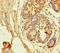 Potassium Voltage-Gated Channel Subfamily A Member 6 antibody, LS-C395958, Lifespan Biosciences, Immunohistochemistry paraffin image 