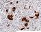 Secretagogin antibody, 12411-RP02, Sino Biological, Immunohistochemistry paraffin image 