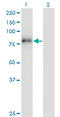 Zinc Finger Protein 175 antibody, LS-C198488, Lifespan Biosciences, Western Blot image 