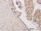 Testis Associated Actin Remodelling Kinase 2 antibody, LS-C133643, Lifespan Biosciences, Immunohistochemistry frozen image 