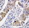 Junction Plakoglobin antibody, PA1117, Boster Biological Technology, Immunohistochemistry frozen image 