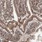 Mesoderm Development LRP Chaperone antibody, NBP1-88555, Novus Biologicals, Immunohistochemistry frozen image 