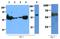 Pyruvate Kinase M1/2 antibody, NBP2-42686, Novus Biologicals, Western Blot image 