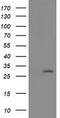 Pyrroline-5-Carboxylate Reductase 3 antibody, TA502035, Origene, Western Blot image 