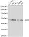 Regulator Of Chromosome Condensation 1 antibody, 22-147, ProSci, Western Blot image 