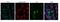 Transient Receptor Potential Cation Channel Subfamily V Member 1 antibody, A00128-2, Boster Biological Technology, Western Blot image 