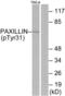 Paxillin antibody, LS-C117455, Lifespan Biosciences, Western Blot image 