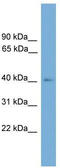 Theg Spermatid Protein antibody, TA344590, Origene, Western Blot image 