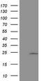 Colony Stimulating Factor 3 antibody, LS-C339524, Lifespan Biosciences, Western Blot image 