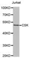 C-Terminal Src Kinase antibody, abx000843, Abbexa, Western Blot image 