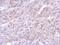 Annexin A8 antibody, PA5-31478, Invitrogen Antibodies, Immunohistochemistry paraffin image 