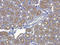 C-X-C Motif Chemokine Ligand 12 antibody, orb251479, Biorbyt, Immunohistochemistry paraffin image 