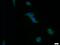 Ectonucleoside Triphosphate Diphosphohydrolase 1 antibody, 60323-1-Ig, Proteintech Group, Immunofluorescence image 